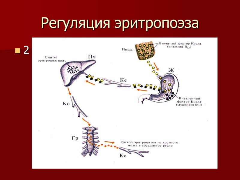 Регуляция эритропоэза 2